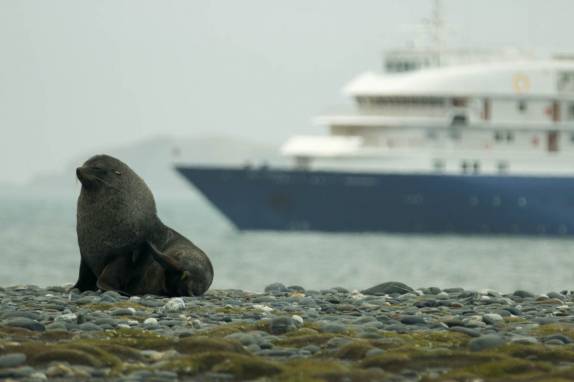 Um leão-marinho posa para a foto perfeita, em Salisbury Plain, na Geórgia do Sul (foto de Jeff Orlowski)